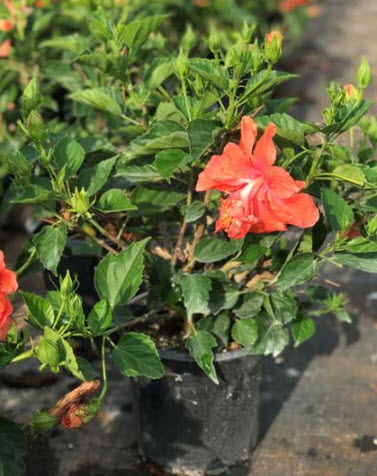 Double Peach Hibiscus